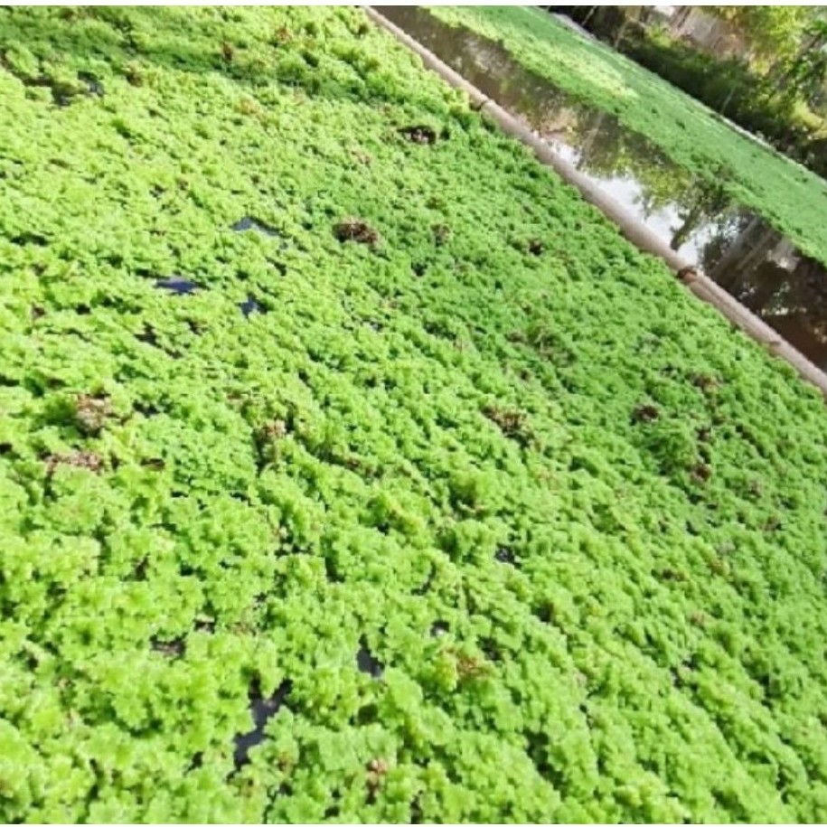 Azolla Microphylla Indukan 500gr - Tinggi Protein, Pupuk Hijau, Pangan Ternak