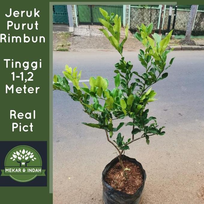pohon jeruk purut besar, tanaman jeruk purut rimbun