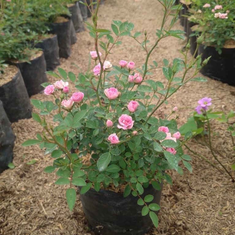 Bunga MAWAR BABY ROSE BERBUNGA - Tanaman Hias Bunga Hidup Babyrose - Bunga Mawar Baby Rose - Mawar M