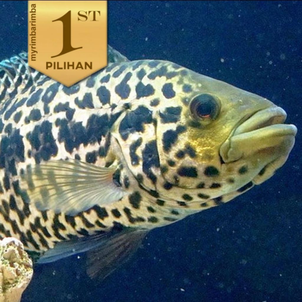 Jaguar Cichlid Managuense Ikan HIas Aquascape Hiasan Aquarium Tanaman