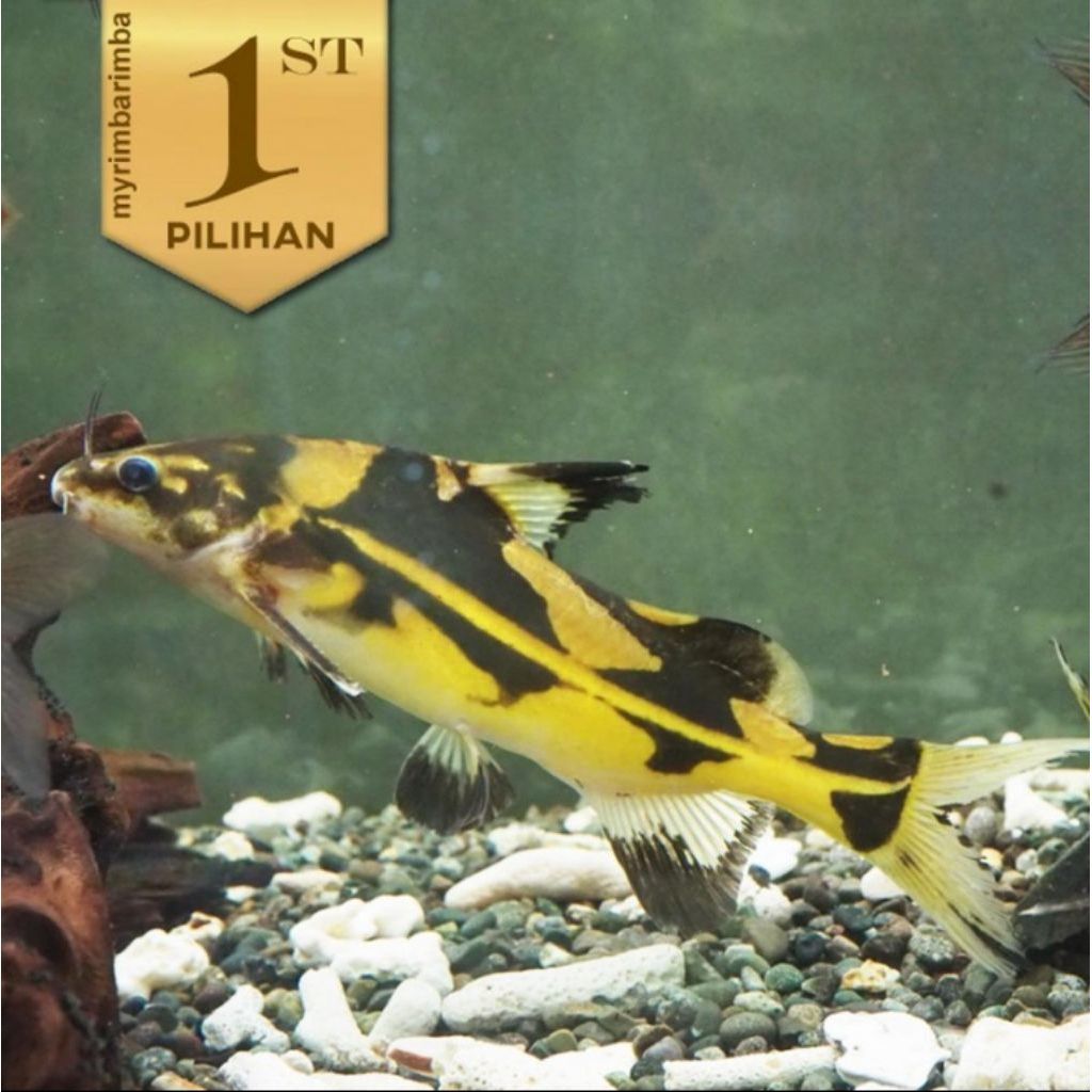 Marble Lancer Catfish Ikan Hias Aquascape Hiasan Dekorasi Aquarium