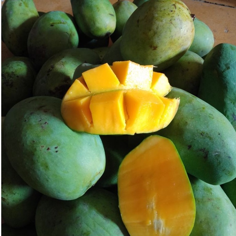 Mangga gadung