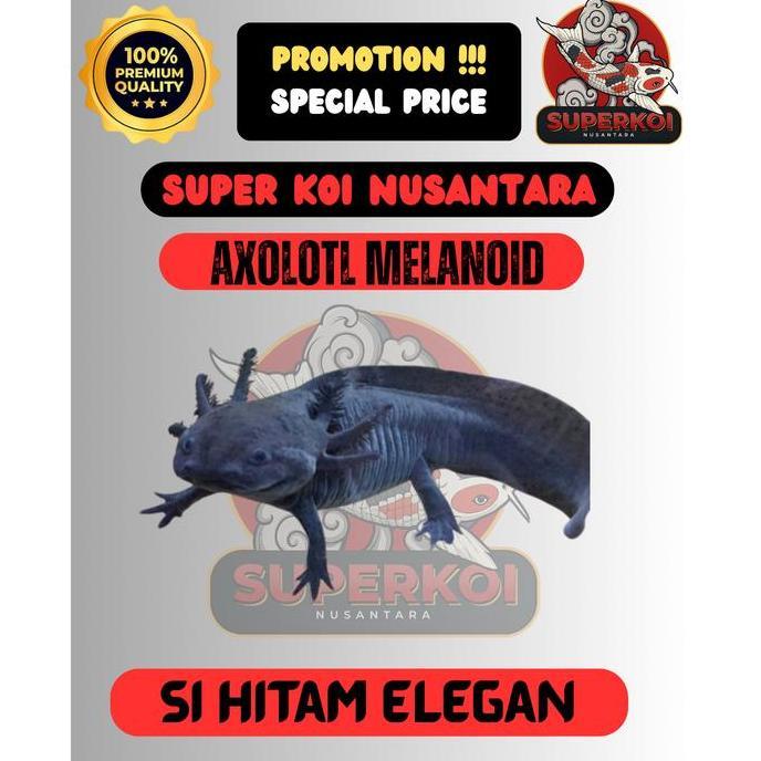 AXOLOTL LEUCISTIC , ALBINO , GOLDEN , MARBLE , MELANOID IKAN HIAS LUCU & EKSOTIS