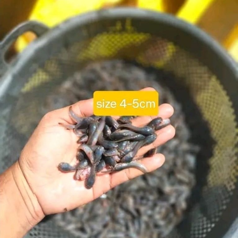 bibit lele unggulan ukuran 4/5 paket isi 150 ekor