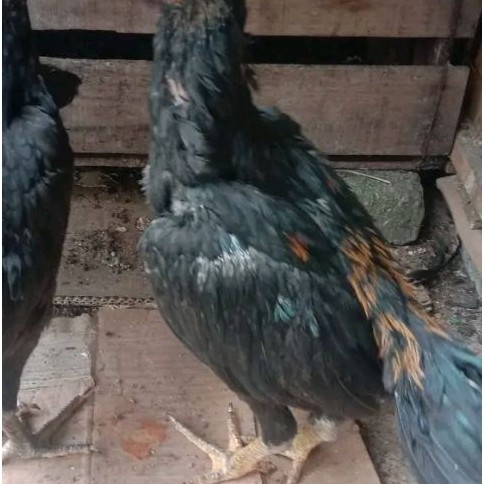 ayam Pama ninja muda 5bulan