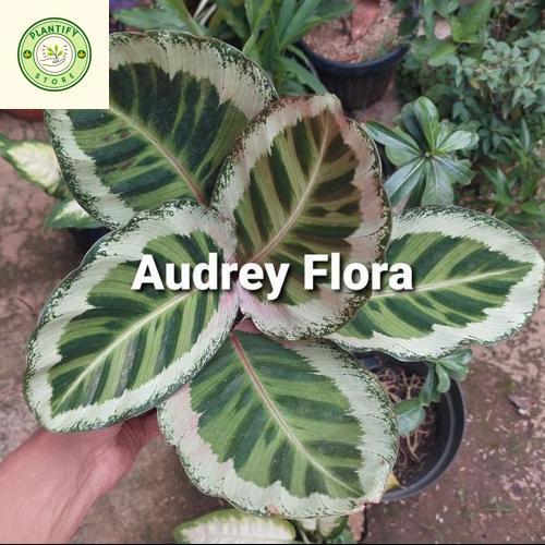 Tanaman Hias Calathea Angela - Calathea Angela Original