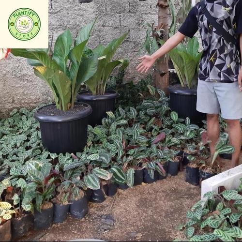 Tanaman Hias Anthurium Jemani - Anthurium jemani jumbo