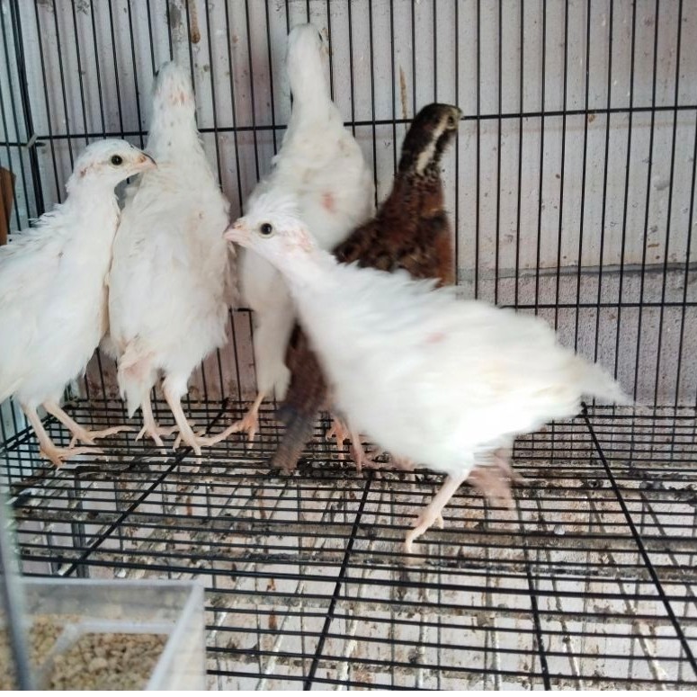 puyuh bobwhite putih polos remaja 2 ekor