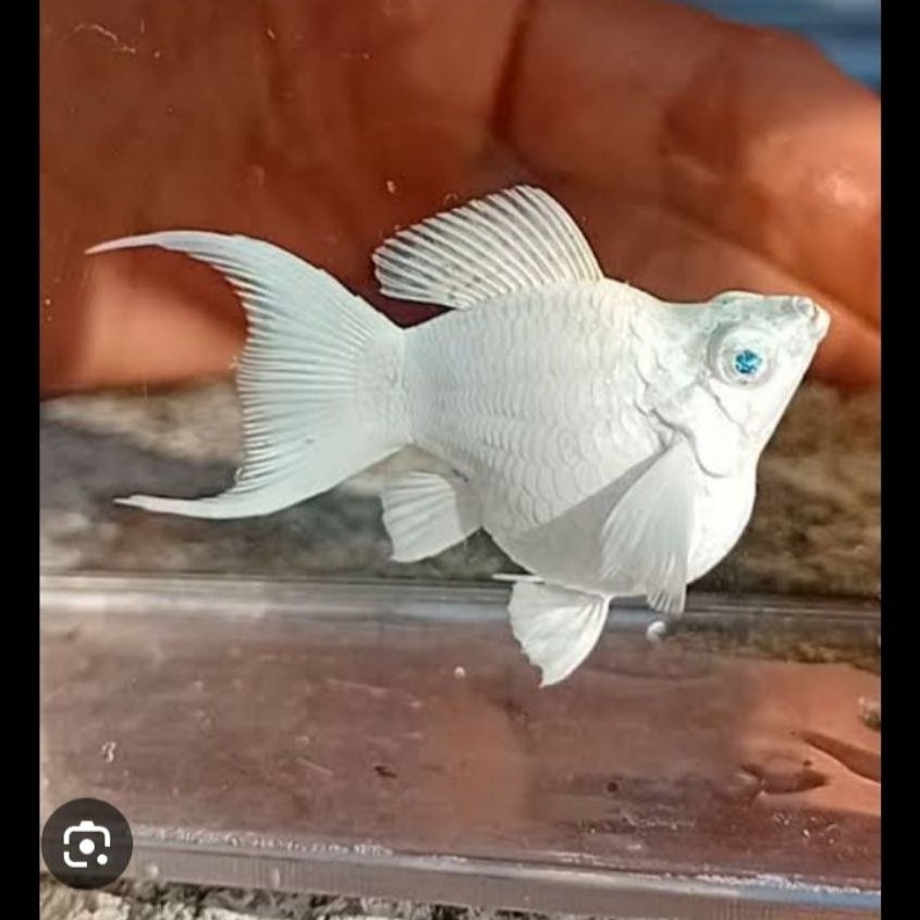 MOLLY PLATINUM BLUE EYES/MATA BIRU