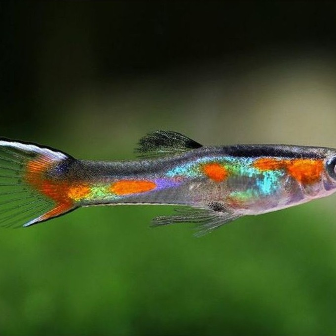 Endler Guppy aksesoris Aquarium aquascape kolam