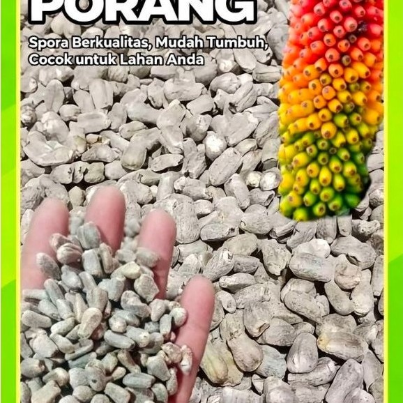 Spora, Benih porang, bibit porang, asli dorman lokal probolinggo