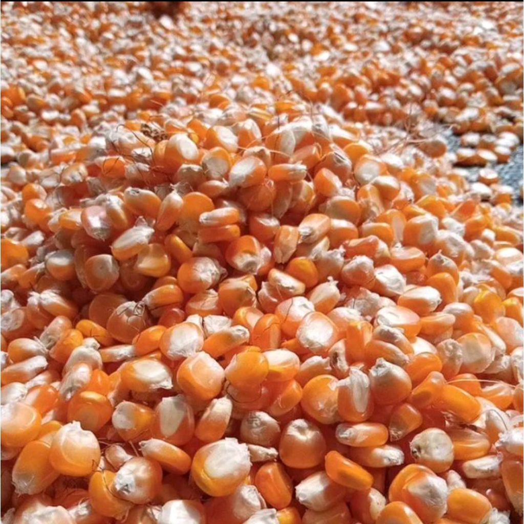 JAGUNG PIPIL UTUH KERING 1 KG