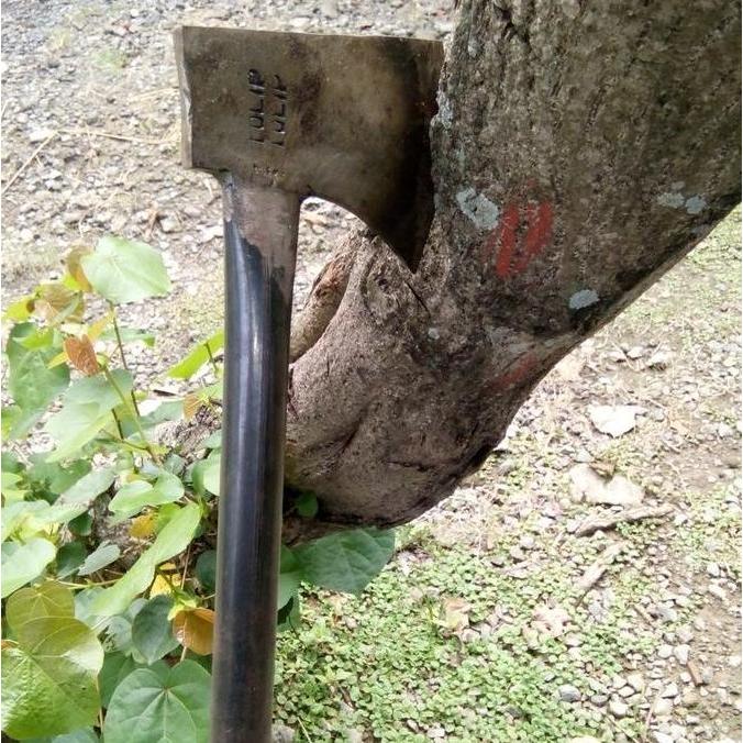 KAMPAK Baja Panjang Super Tajam Potong Kayu - Kapak Cacah Daging Sapi