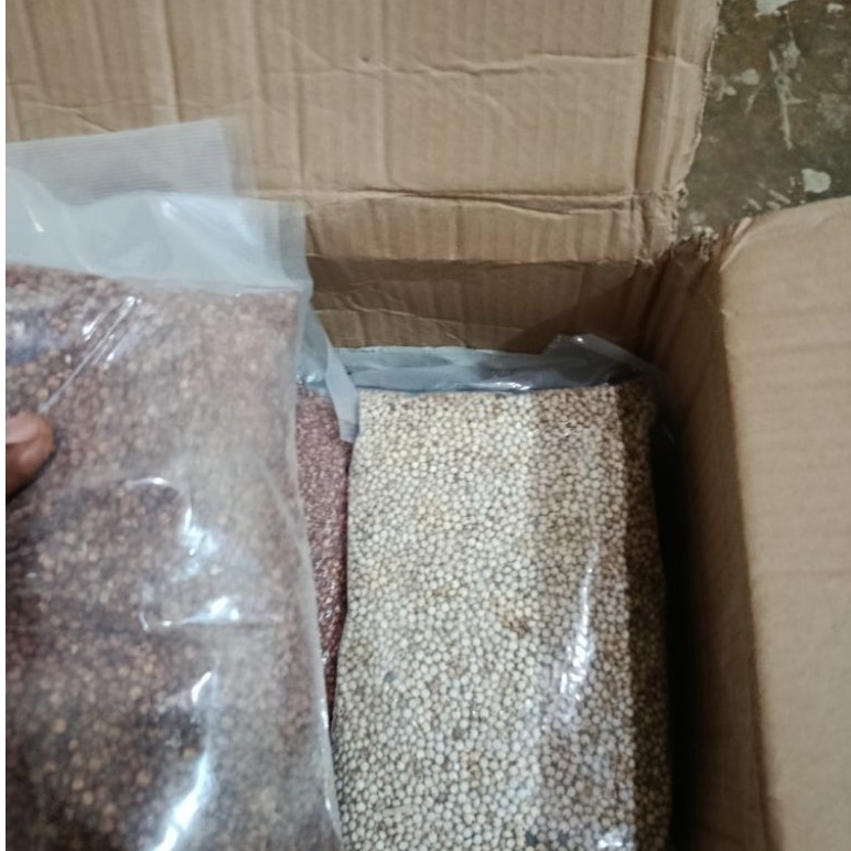 Biji Gabah Sorgum Segar Hitam Merah Putih — Bibit Tanam Bahan Pangan Pakan Ternak