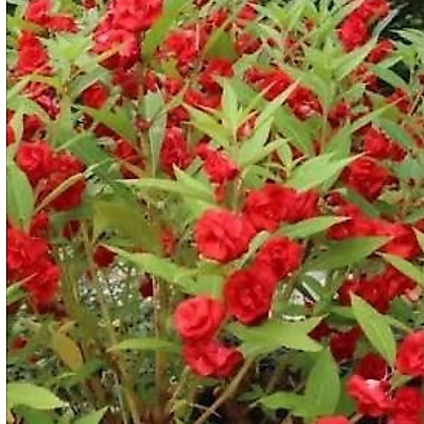 benih bunga pacar air tumpuk merah