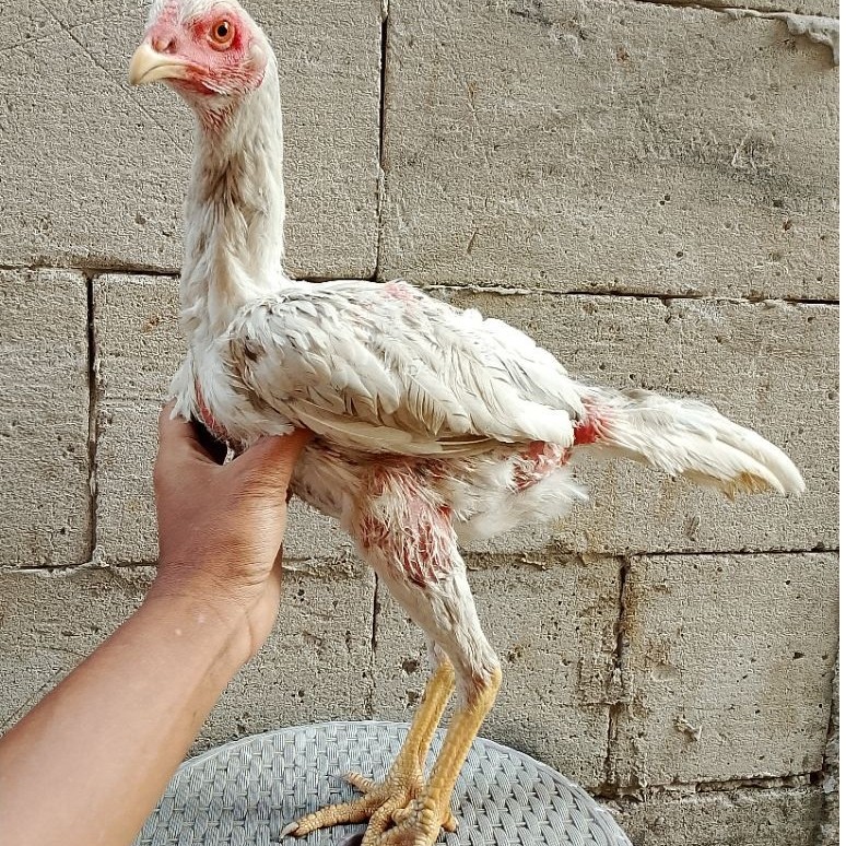 Biang pakhoy brackot materi ternak ayam adu kualitas juara trah juara betina pakoy brackot