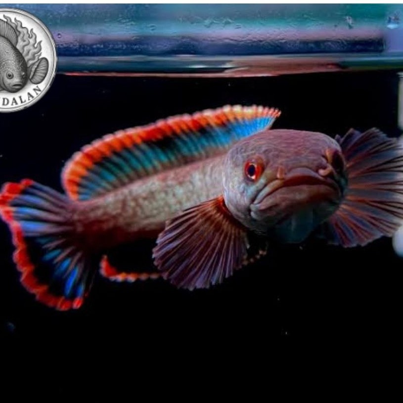 chana Limbata WC berkualitas terlaris (free pelet)ukuran 9-12 cm