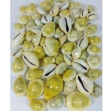 Kewuk Kuning - Kuwuk Gajih - Kerang Congklak Isi 100 Gram Terlaris
