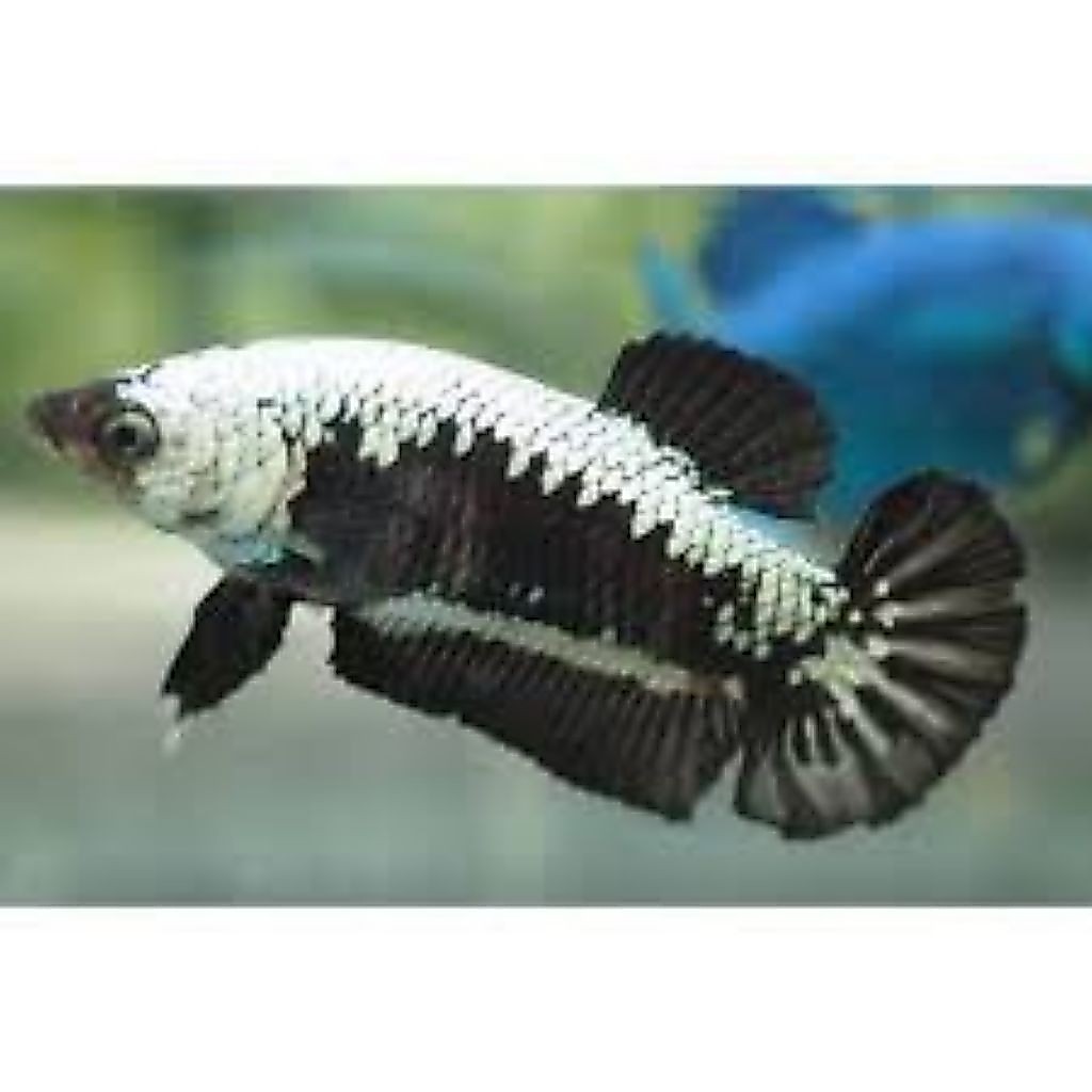 Cupang Black samurai Betina