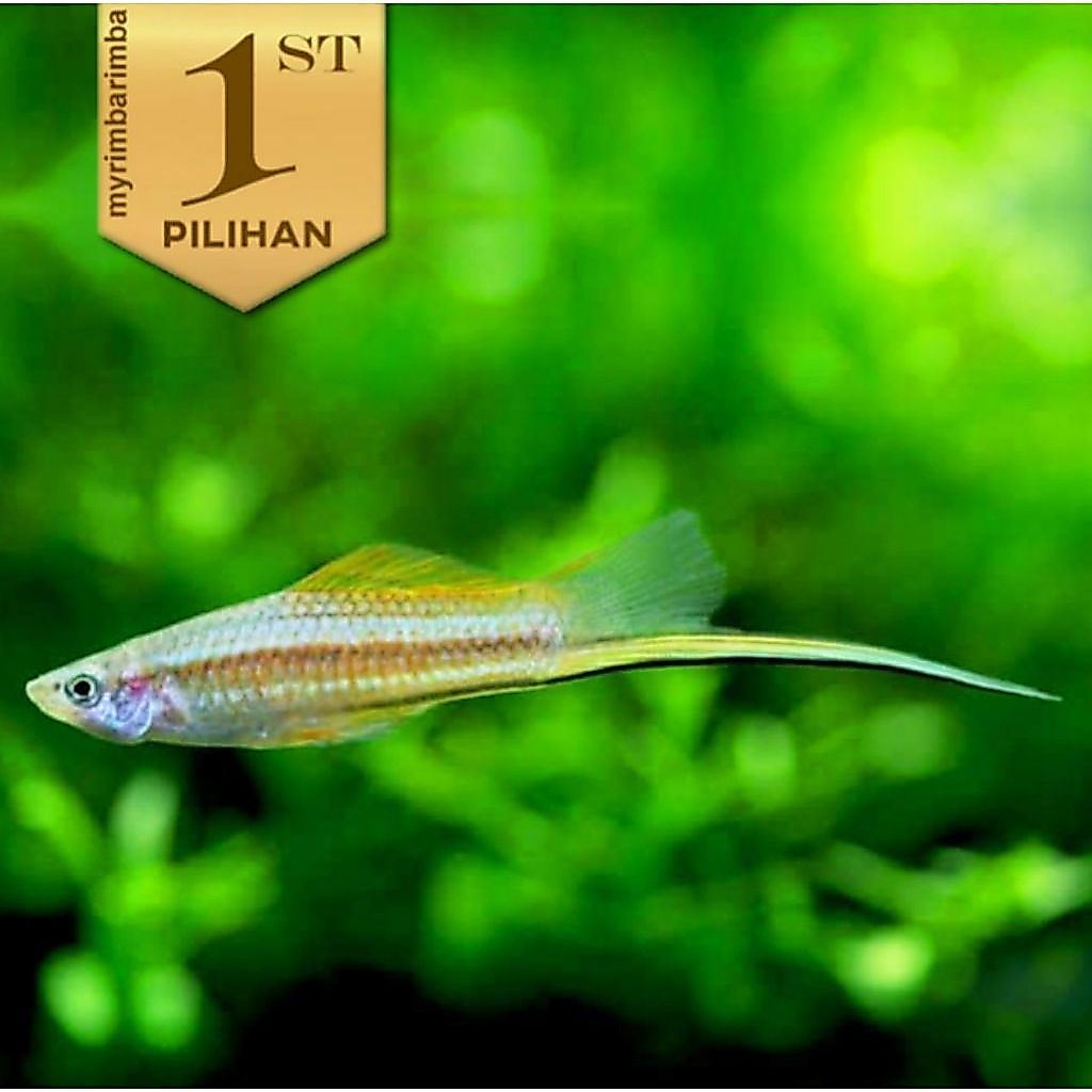Platy Pedang Hijau Swordtail Ikan Hias Aquascape Hiasan Aquarium