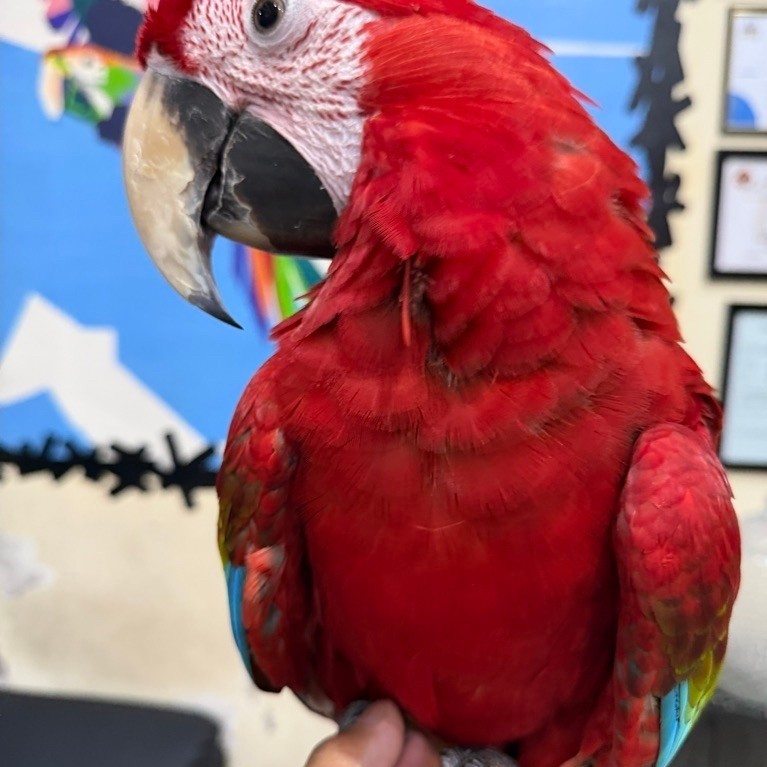 BURUNG GREENWING MACAW