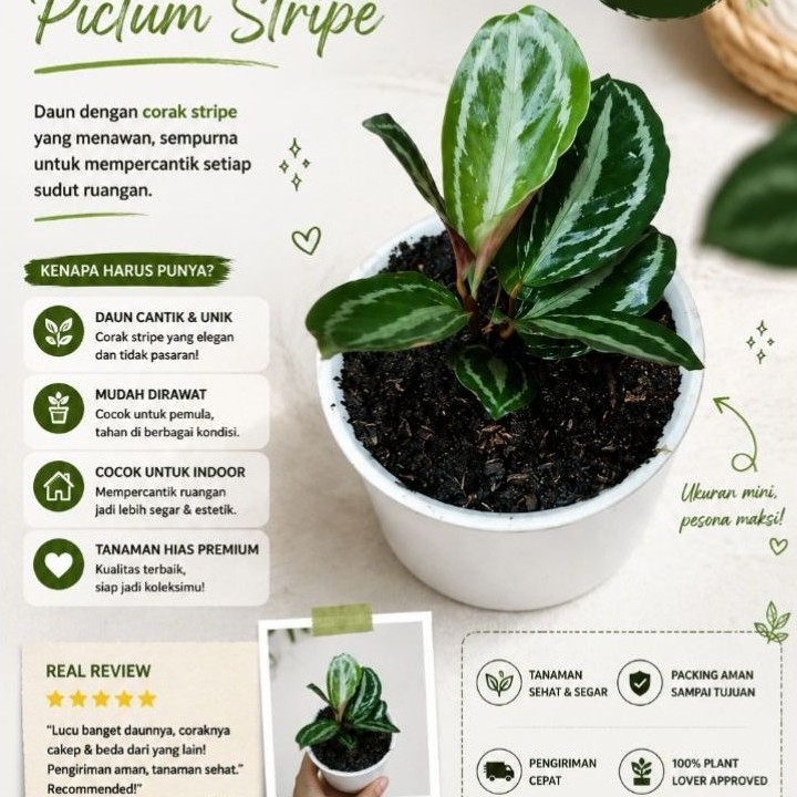 Tanaman Hias Aglaonema Pictum stripe Mini - Aglaonema Corak Stripe Daun Cantik Indoor