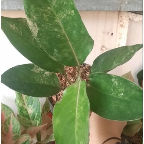 Aglonema Siam Jade Cakep