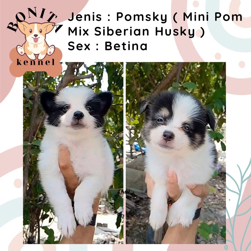 Siberian Husky Mix Mini Pom Pomsky Anak Anjing Husky Mini Pom Jantan Betina