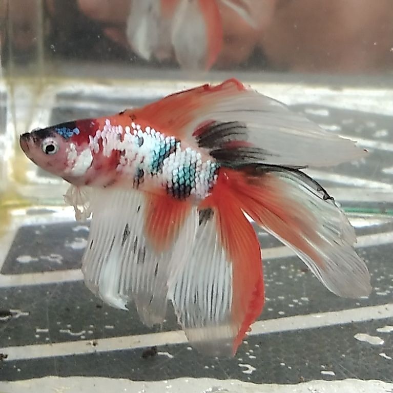 ikan cupang hias aquarium HMDT multi size M