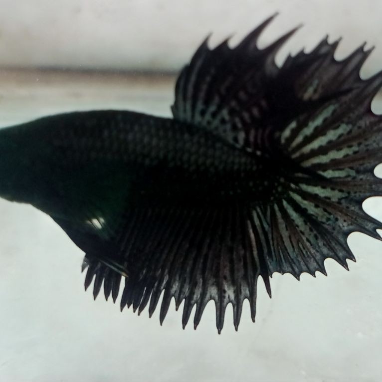 CUPANG CT HULK MALE SIZE M