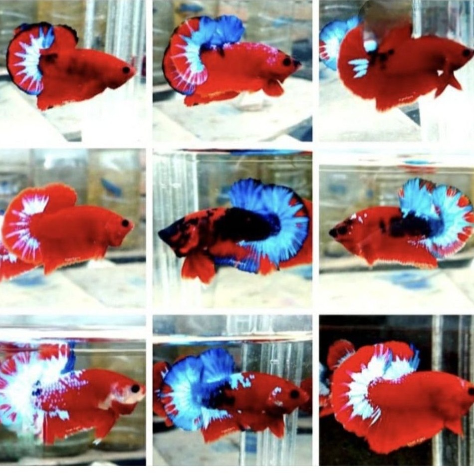 Ikan Cupang Plakat Hellboy Red Jantan dan betina - Warna Merah, Bentuk Ekor Indah, Ukuran Medium
