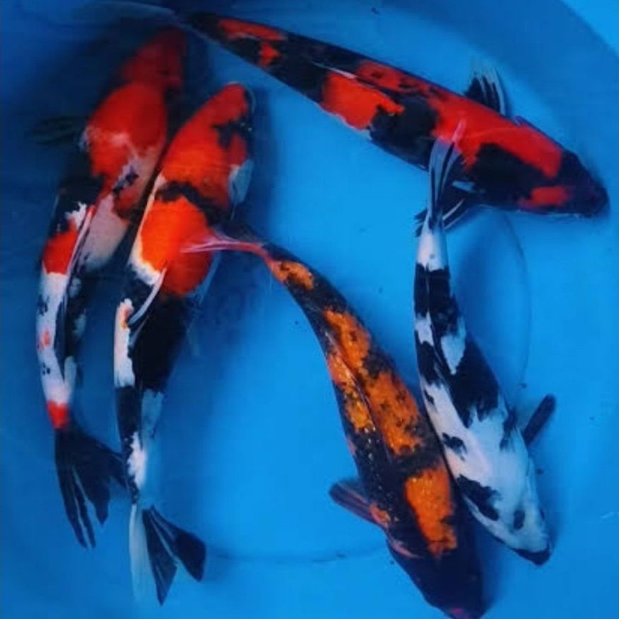 Super koi Showa Shiro 18-21 cm bergarangsi