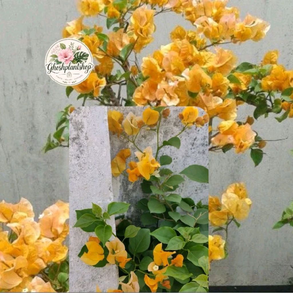 Tanaman Hias Boungenville Bunga Kuning Bunga Kertas