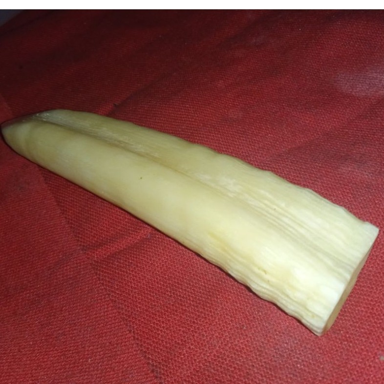 mustikaTarduy Jumbo