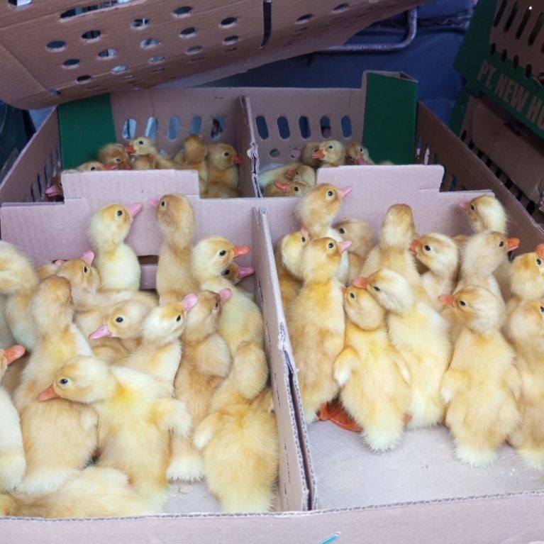 Dod anak Bebek Peking Super jumbo