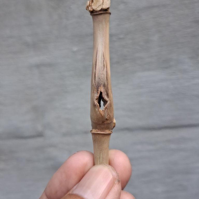 BAMBU UNIK COMBONG TEMBUS PLUS MUKSO (7 CM) ORI ISTIMEWA BOS