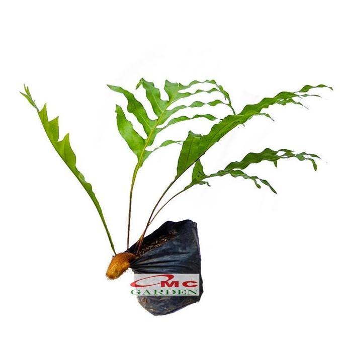 Produk Terbaik] Kadaka Tanduk Rusa Pakis Paku Bintang Biru Blue Star Fern Tanaman D35