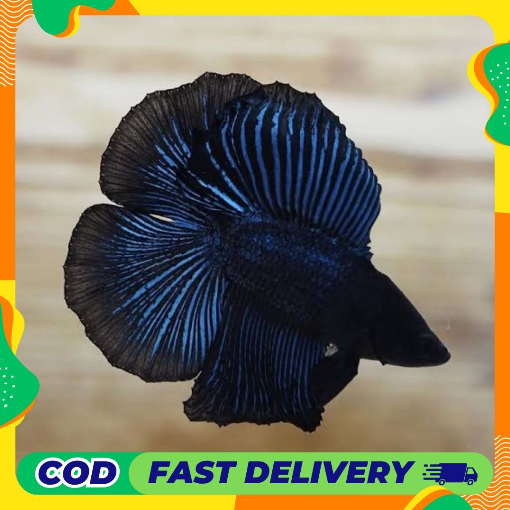 Pembersih Kaca Ikan Cupang DobelTail Top Grade