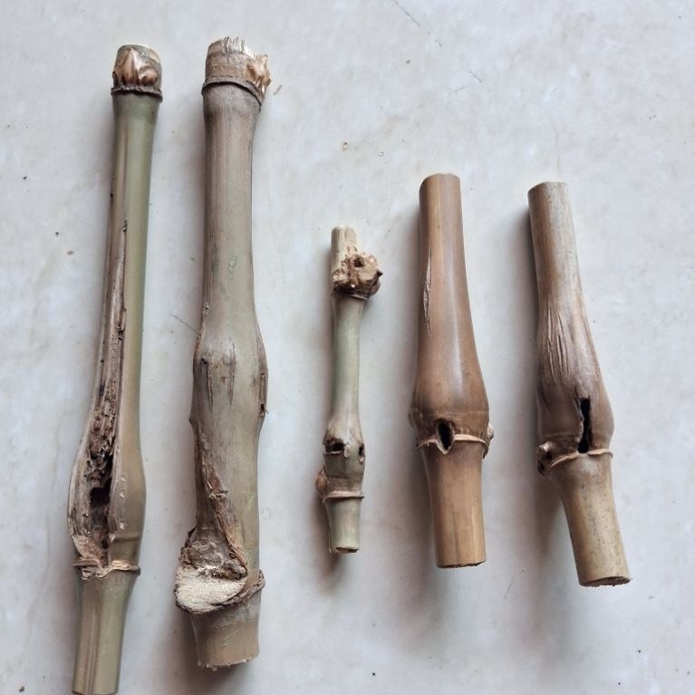 BAMBU UNIK COMBONG TEMBUS BORONGAN (5 BAMBU) ORI ISTIMEWA BOS