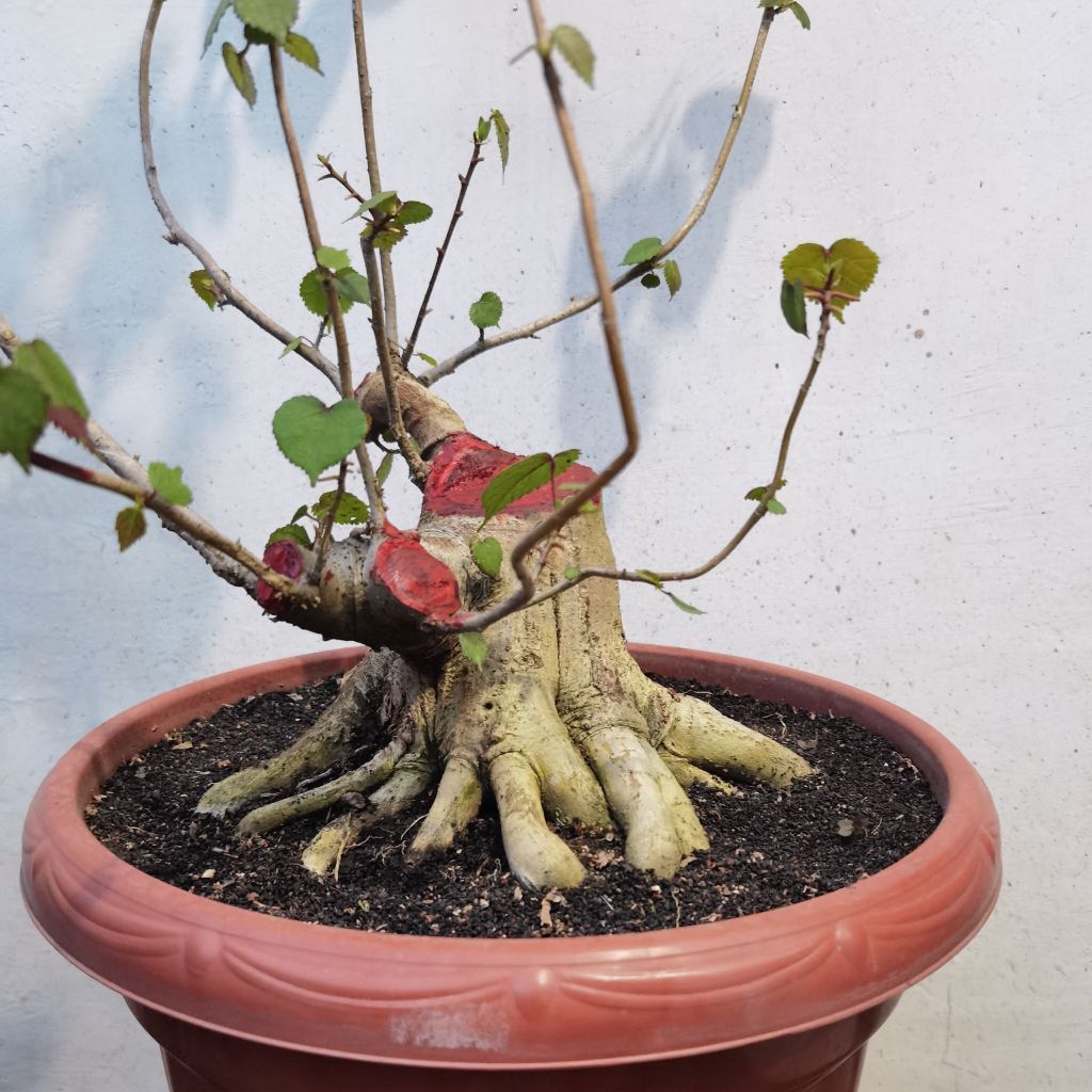 bonsai waru taiwan Lb 37cm t 17 cm akar prokar sesuai produk