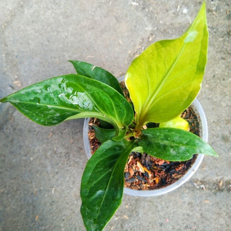 Anthurium Obor
