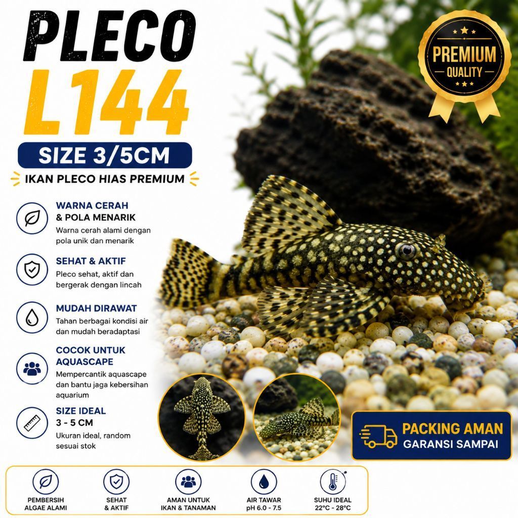 Ikan hias pleco l144 ikan hias pembersih aquarium