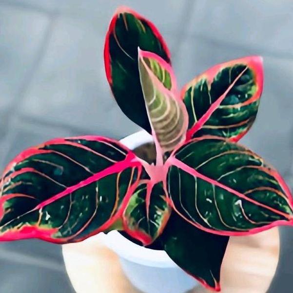 Bestprice- Bibit Tanaman Hias Aglaonema Kanza