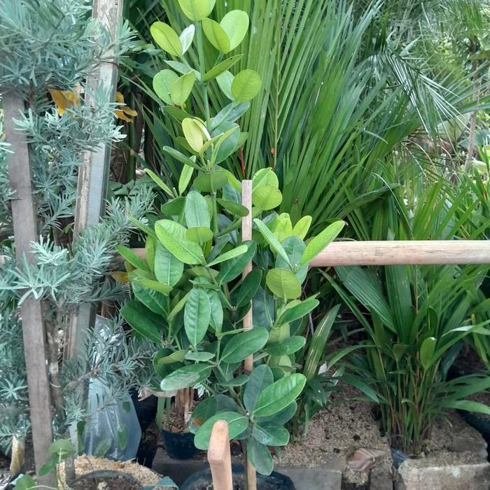 Tanaman Garcinia / Pohon Nangka Taiwan / garcinia combogia fukugi