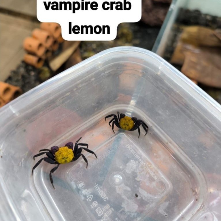 Vampire crab Geosesarma warna kuning orange