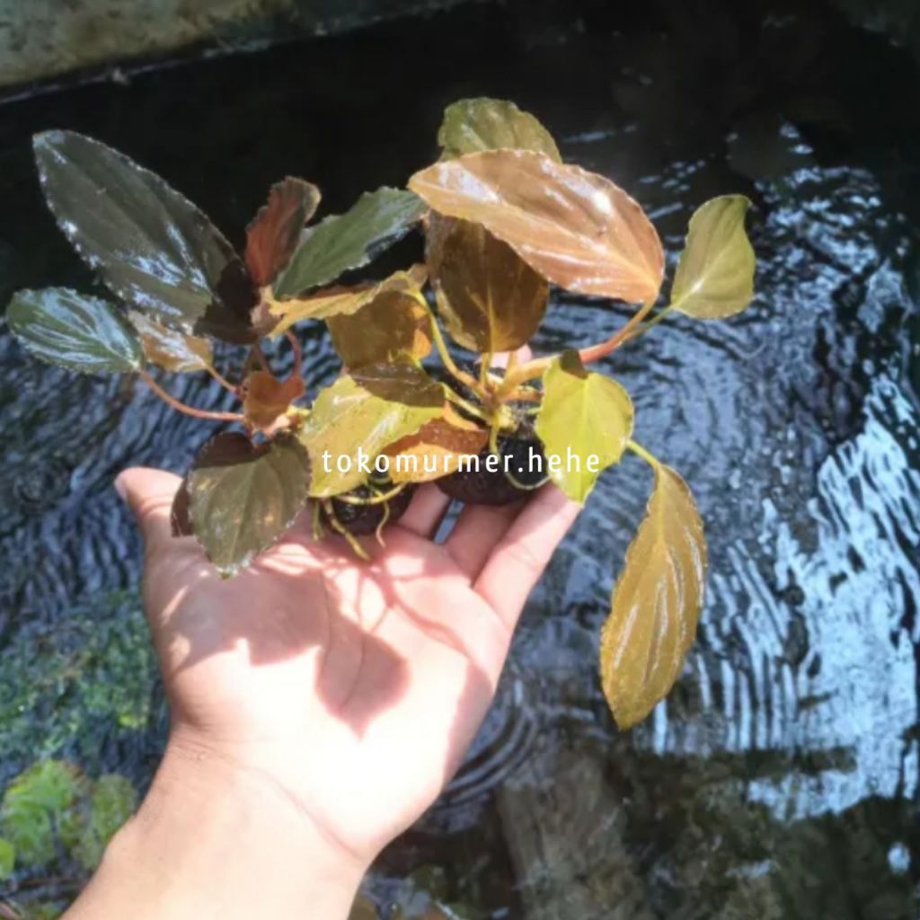 Anubias Sp Red Aquascape Plant - Homalomena Super Red
