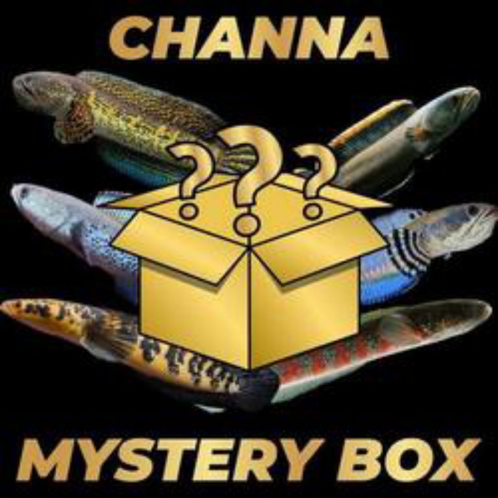 mystery box ikan chana JACKPOT AURANTI berkualitas dan bergaransi anti zonkk