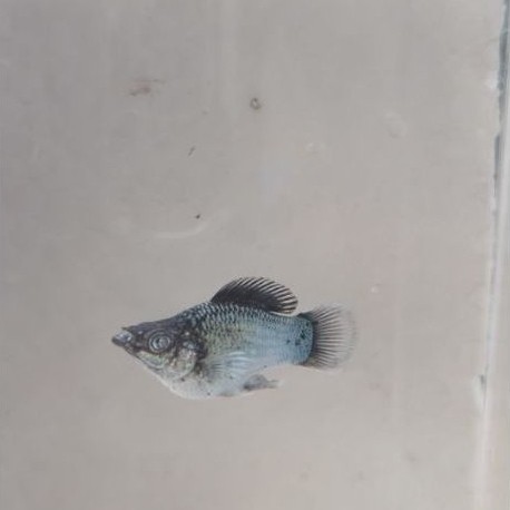 molly blue eleketrik mata kristal