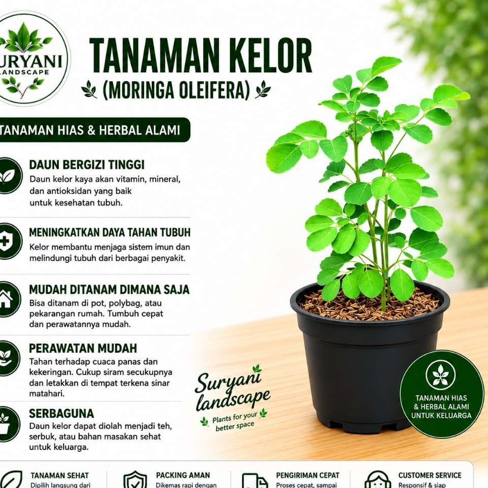 Bibit Tanaman Daun Kelor Rimbun Tanaman Herbal Kelor Daun Kelor Siap Tanam