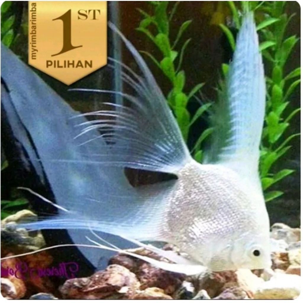 Manfish Platinum Slayer Ikan Hias Aquascape Hiasan Aquarium